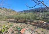 Non-developable land for sale on España, Riudecols, ref: TR128903 photo