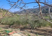 Non-developable land for sale on España, Riudecols, ref: TR128903 photo