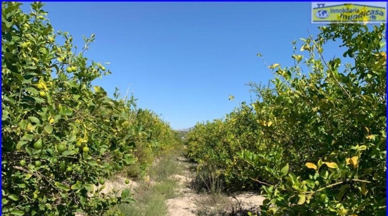 Murcia - Abanilla - 18447m2