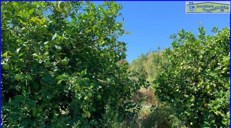 Murcia - Abanilla - 18447m2