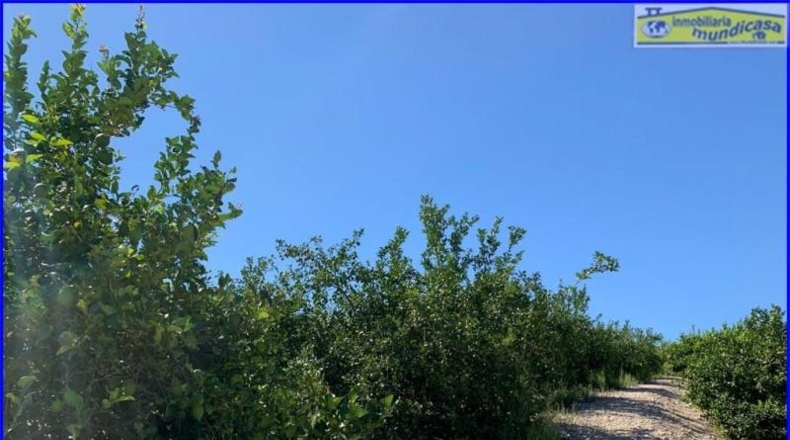Murcia - Abanilla - 18447m2