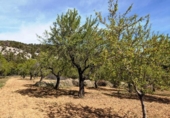 Xalet independent amb terreny en venda a la España, Fontdespatla, ref.: TR160354 foto