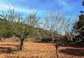 Xalet independent amb terreny en venda a la España, Fontdespatla, ref.: TR160354 foto