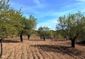 Xalet independent amb terreny en venda a la España, Fontdespatla, ref.: TR160354 foto