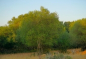 Non-developable land for sale on España, Santa Margalida, ref: TR255863 photo