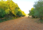 Non-developable land for sale on España, Santa Margalida, ref: TR255863 photo