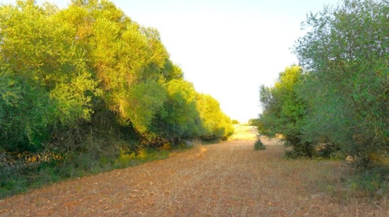 Islas Baleares - Son Bauló - 11449m2