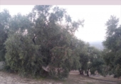 Terreno no urbanizable en venta en la España, Lucena, ref: TR194569 foto