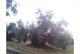 Lucena 28000&nbsp;m²