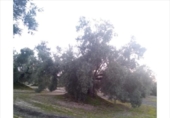Terreno no urbanizable en venta en la España, Lucena, ref: TR194569 foto
