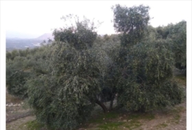 Lucena 28000&nbsp;m²