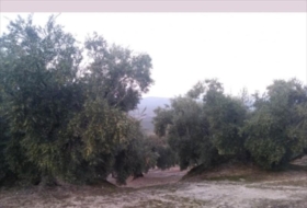 Lucena 28000&nbsp;m²