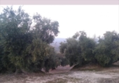 Terreno no urbanizable en venta en la España, Lucena, ref: TR194569 foto