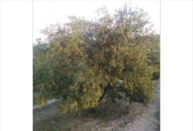 Lucena 28000&nbsp;m²