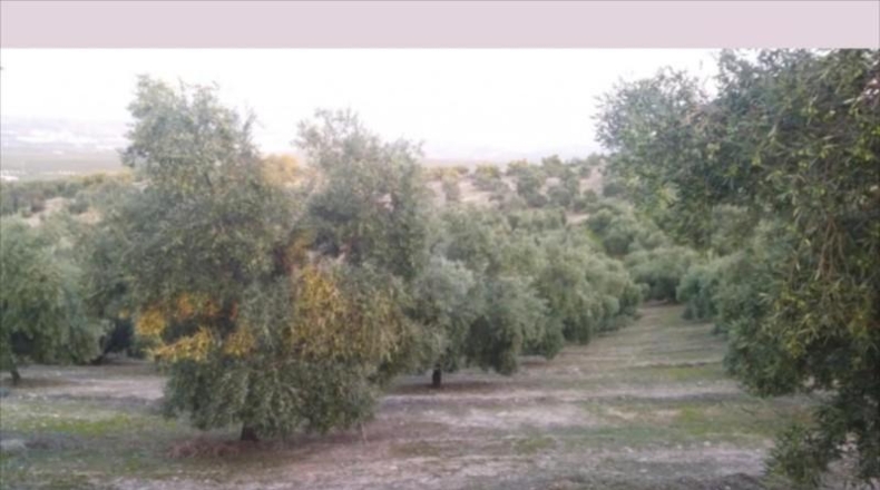 Córdoba - Lucena - 28000m2
