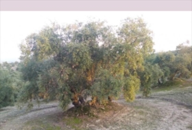 Lucena 28000&nbsp;m²