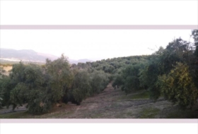 Lucena 28000&nbsp;m²