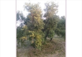 Terreno no urbanizable en venta en la España, Lucena, ref: TR194569 foto