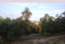 Lucena 28000&nbsp;m²