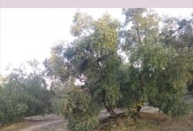 Lucena 28000&nbsp;m²