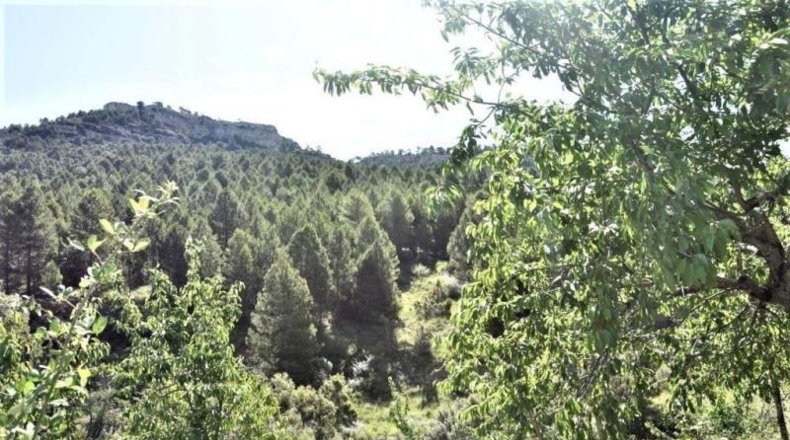 Teruel - Пеньярроя-де-Таставинс - 114600m2