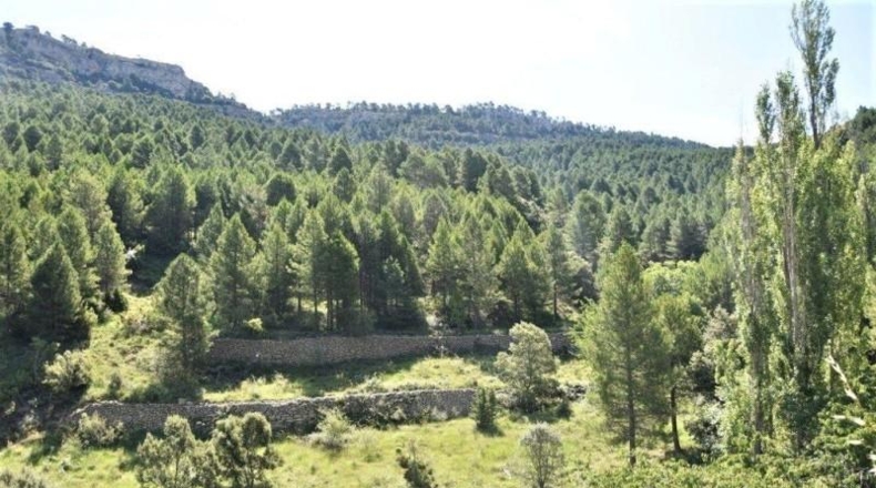 Teruel - Пеньярроя-де-Таставинс - 114600m2