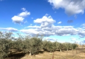 Country house with land for sale on España, Don Benito, ref: TR289982 photo