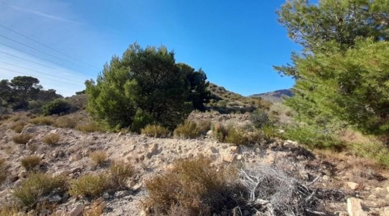 Alicante - Novelda - 30000m2
