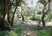 Land suitable for development for sale on España, Calonge, ref: TR114384 photo