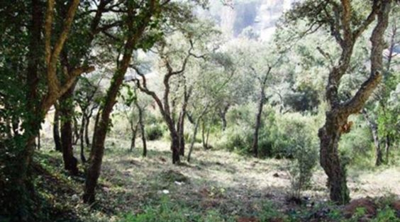 Gerona - Calonge - 600m2