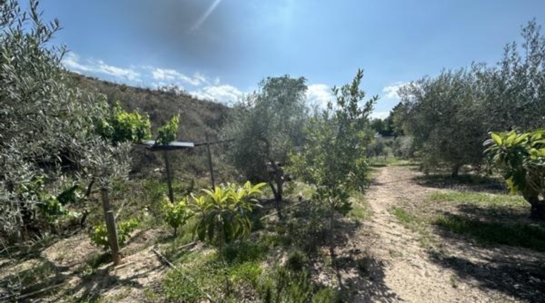 Alicante - Monóvar - 8500m2