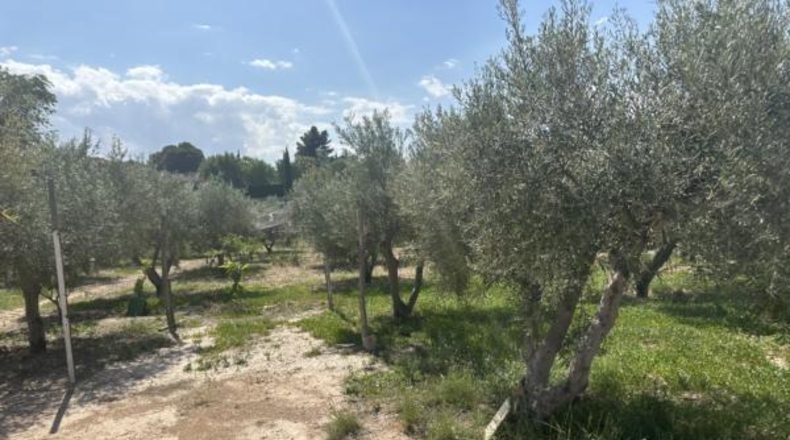 Alicante - Monóvar - 8500m2