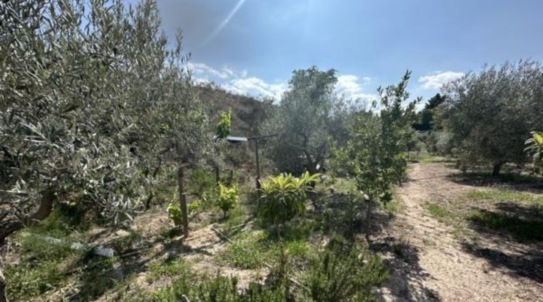 Alicante - Monóvar - 8500m2