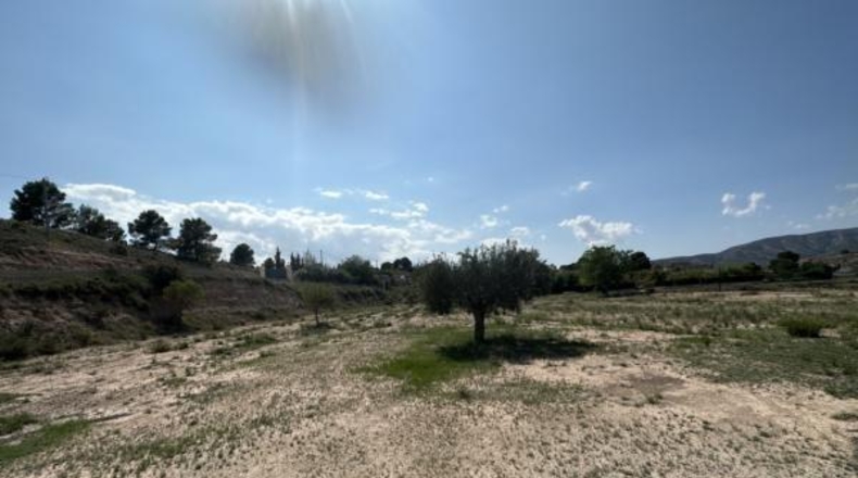 Alicante - Monóvar - 8500m2