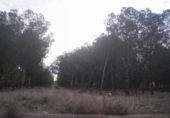 Terreny no urbanitzable en venda a la España, Pelabravo, ref.: TR114353 foto