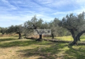 Terreny no urbanitzable en venda a la España, el Perelló, ref.: TR218632 foto