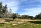 Terreny no urbanitzable en venda a la España, el Perelló, ref.: TR218632 foto
