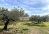 Terreny no urbanitzable en venda a la España, el Perelló, ref.: TR218632 foto