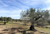 Terreny no urbanitzable en venda a la España, el Perelló, ref.: TR218632 foto