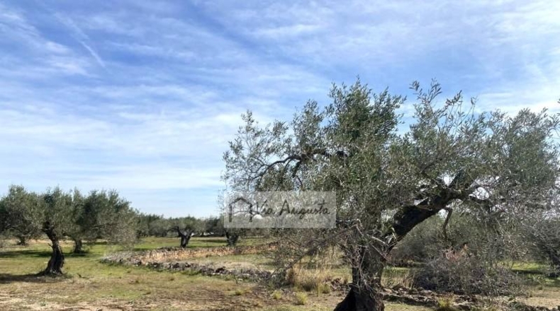 Tarragona - el Perelló - 33328m2