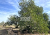 Terreny no urbanitzable en venda a la España, el Perelló, ref.: TR218632 foto