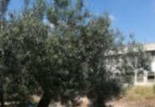 Sòl urbà en venda a la España, Llombai, ref.: TR378170 foto