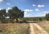 Detached villa with land for sale on España, Rociana del Condado, ref: TR332208 photo