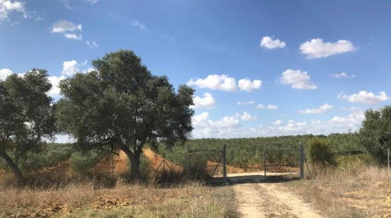 Huelva - Rociana del Condado - 12592m2