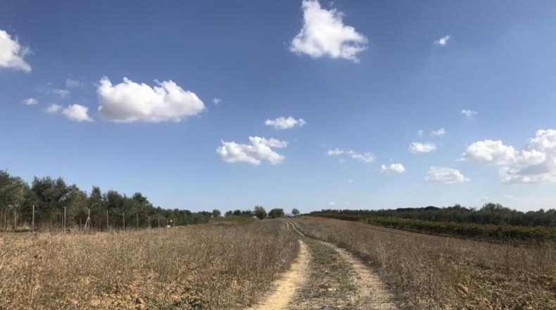 Huelva - Rociana del Condado - 12592m2