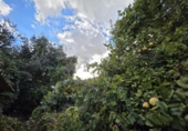 Land suitable for development for sale on España, Fuente de Piedra, ref: TR355536 photo