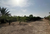 Non-developable land for sale on España, Alhama de Murcia, ref: TR341113 photo