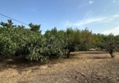 Non-developable land for sale on España, Alhama de Murcia, ref: TR341113 photo