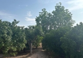 Non-developable land for sale on España, Alhama de Murcia, ref: TR341113 photo