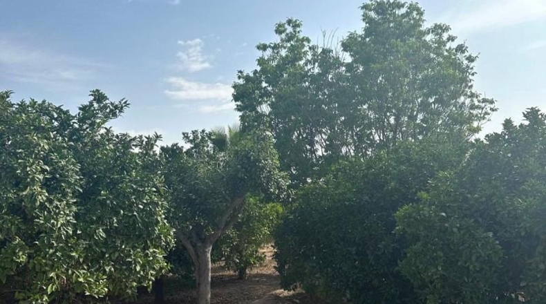 Murcia - Alhama de Murcia - 2540m2